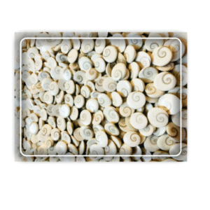 Gomati Chakra 11 Pcs. Set