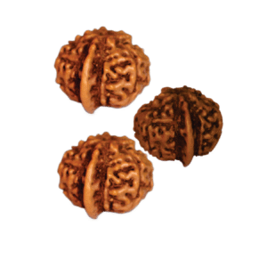 Ganesh Rudraksha