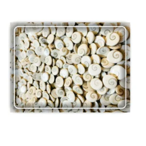 Gomati Chakra 11 Pcs. Set