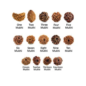 Certified Rudraksha